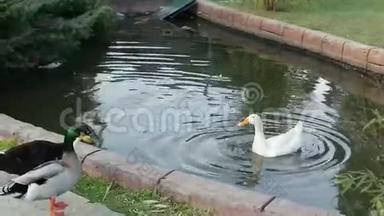 鸭子在公园的池塘里游泳。 野生动物。 一群美丽的鸟。 一群鸭子。 水鸟。